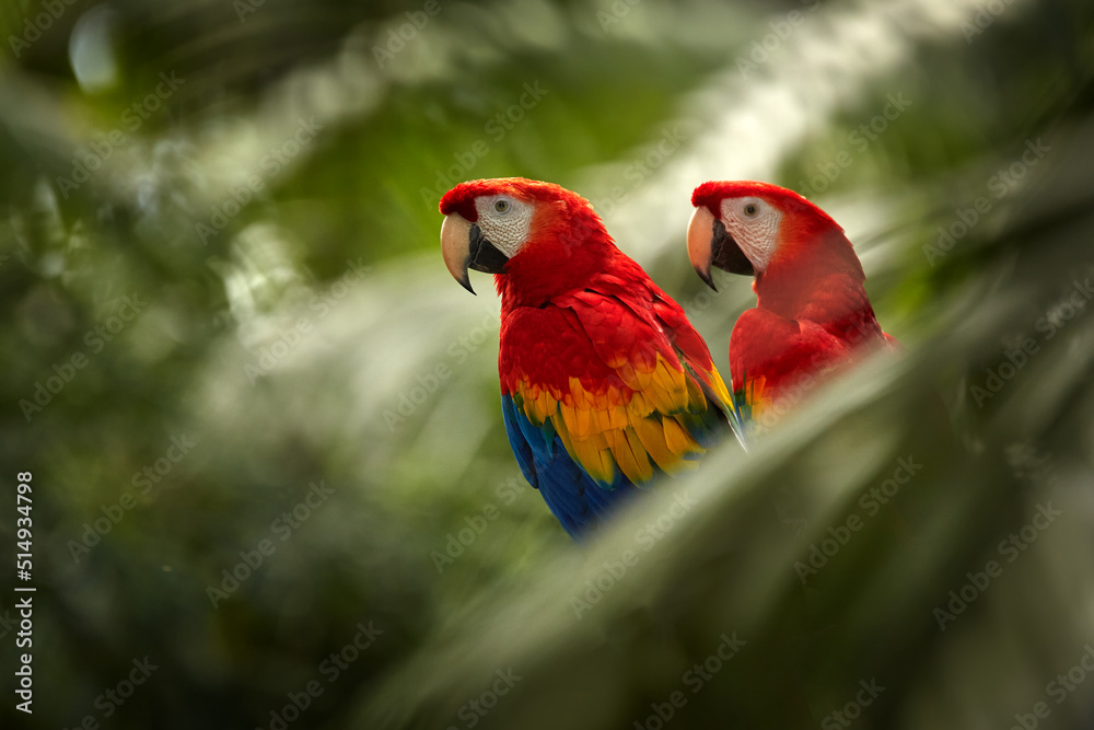 View of Red parrot Scarlet Macaw, Ara macao, bird sitting on the branch ...
