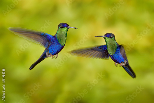 Crowned Woodnymph, Thalurania colombica, hummingbird in the family Trochilidae. Blue green bird sitting on the branch in dark tropic forest, Vera Blanca, Costa Rica.