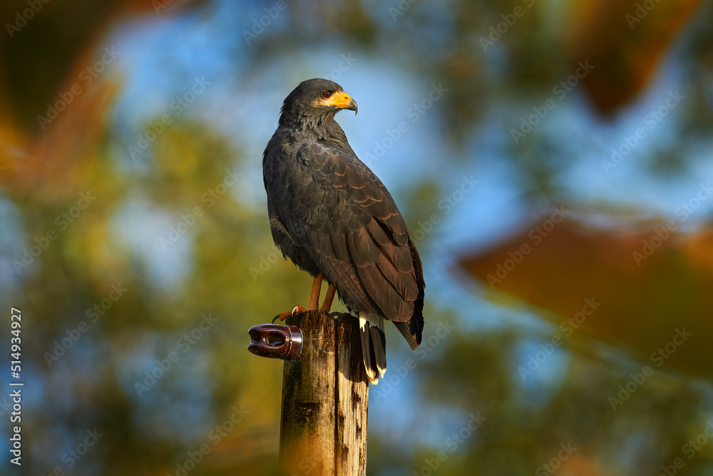 Zone-tailed Hawk, Buteo albonotatua, bird of prey sitting on the electricity pole, forest habitat in the background, Dominical, Costa Rica. Zone-tailed Hawk, Buteo albonotatua, bird of prey sitting on the electricity pole, forest habitat in the background, Dominical, Costa Rica.