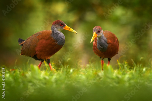 Costa Rica wildlife. Two Gray-necked Wood-Rail  Aramides cajanea  walking on the tree trunk in nature  in the dark tropical forest. Bird in the nature forest habitat. Birdwatching in South America.