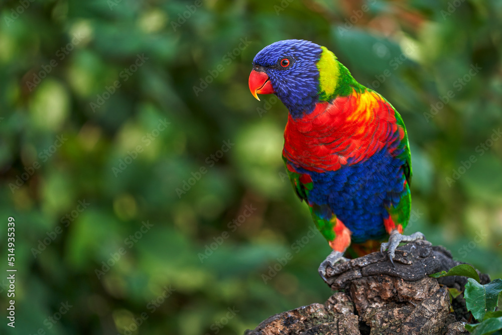 Rainbow Lorikeets, Trichoglossus haematodus, colourful parrot sitting on the branch, animal in the nature habitat, Australia. Detail close-up portrait of beautiful parrot in the nature habitat.