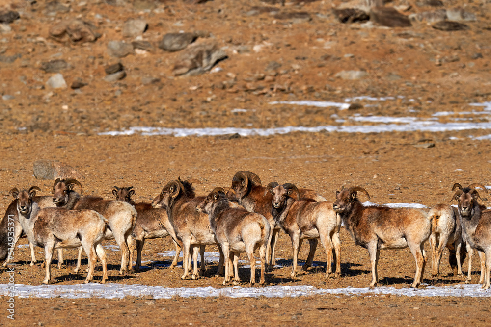 Urial, Ovis orientalis, medium-size, rather stout-bodied wild sheep ...