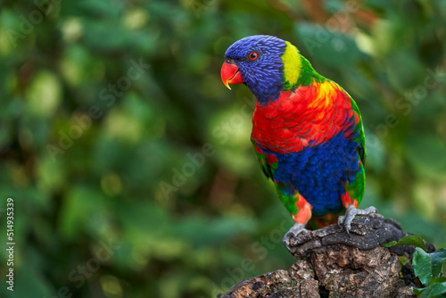 Rainbow Lorikeets, Trichoglossus haematodus, colourful parrot sitting on the branch, animal in the nature habitat, Australia. Detail close-up portrait of beautiful parrot in the nature habitat.