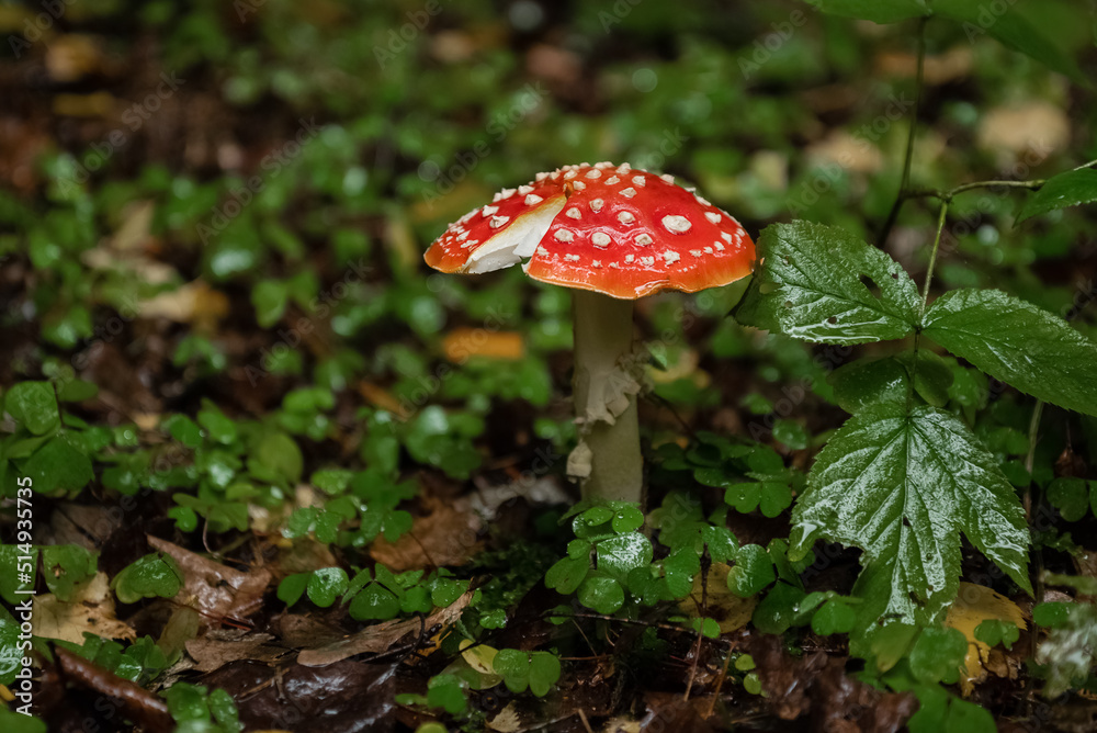 Amanita mushroom with white spots on red cracked cap grows in autumn forest. A dangerous poisonous mushroom Amanita mushroom with white spots on red cracked cap grows in autumn forest. A dangerous poisonous mushroom