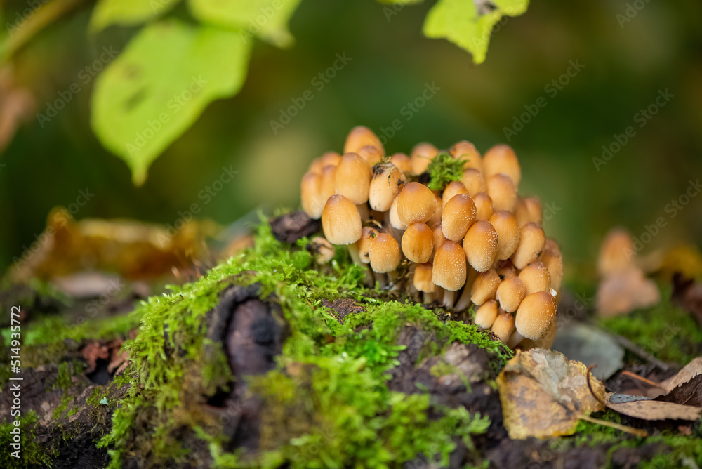 bunch of inedible poisonous mushrooms grows on fallen mossy tree in forest bunch of inedible poisonous mushrooms grows on fallen mossy tree in forest