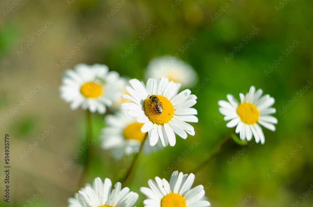 Chamomile flower field. Camomile in the nature. Field of camomiles at sunny day at nature Chamomile flower field. Camomile in the nature. Field of camomiles at sunny day at nature