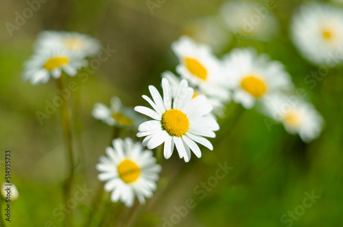 Chamomile flower field. Camomile in the nature. Field of camomiles at sunny day at nature