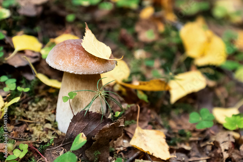 Porcini or boletus muchroom with yellow birch leaf on its top grows on ground among dry fallen leaves in forest
