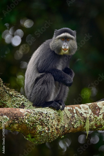 Blue diademed monkey, Cercopithecus mitis, sitting on tree in the nature forest habitat, Bwindi Impenetrable National Park, Uganda in Africa. Cute monkey with long tail on big tree branch, wildlife.