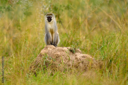 Vervet monkey, Chlorocebus pygerythrus, portrait of grey and black face animal in the nature habitat, Uganda in Africa. Wildlife scene from nature. Monkey in green.