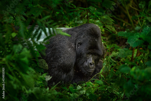 Mountain gorilla, Mgahinga National Park in Uganda. Close-up photo of wild big black silverback monkey in the forest, Africa. Wildlife nature. Mammal in green vegetation. Gorilla sitting in forest, © ondrejprosicky