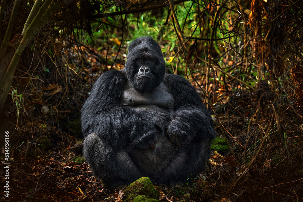 Naklejka premium Congo mountain gorilla. Gorilla - wildlife forest portrait . Detail head primate portrait with beautiful eyes. Wildlife scene from nature. Africa. Mountain gorilla monkey ape, Virunga NP.
