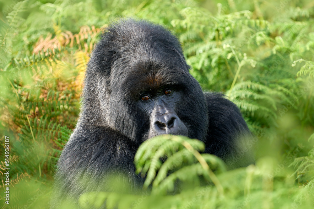 Obraz premium Gorilla - wildlife close-up portrait . Mountain gorilla, Mgahinga National Park in Uganda. Detail head, beautiful eyes, fern growth. Wildlife scene from nature. Africa. mammal in green vegetation.