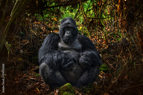 Congo mountain gorilla. Gorilla - wildlife forest portrait . Detail head primate portrait with beautiful eyes. Wildlife scene from nature. Africa. Mountain gorilla monkey ape, Virunga NP.