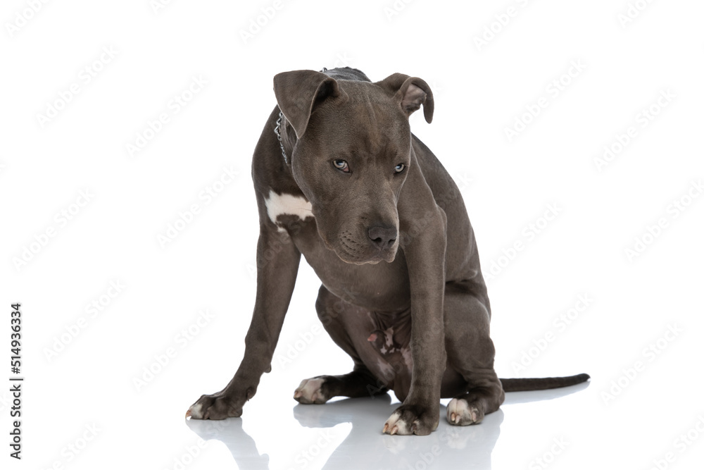 Fototapeta premium lovely american staffordshire terrier with chain collar sitting