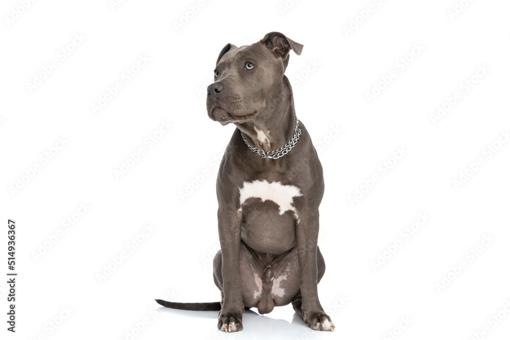 adorable american staffordshire terrier dog with blue eyes looking up