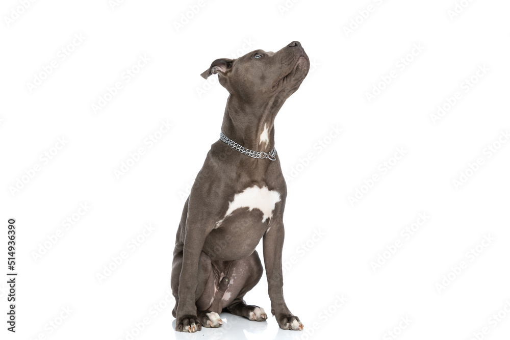 shy american staffordshire terrier dog with collar looking up