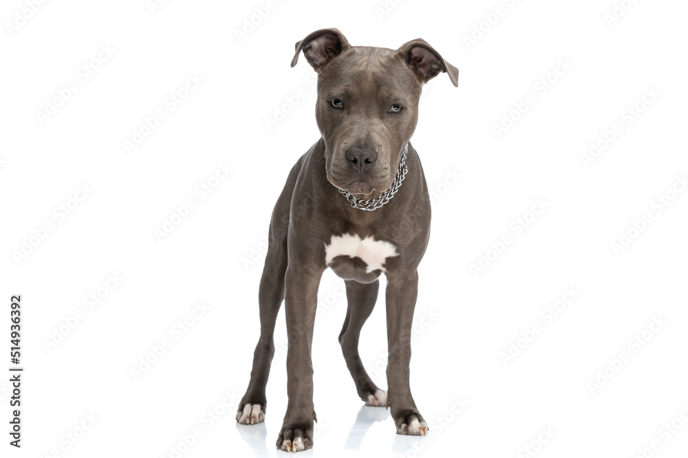 beautiful american staffordshire terrier pup with collar standing