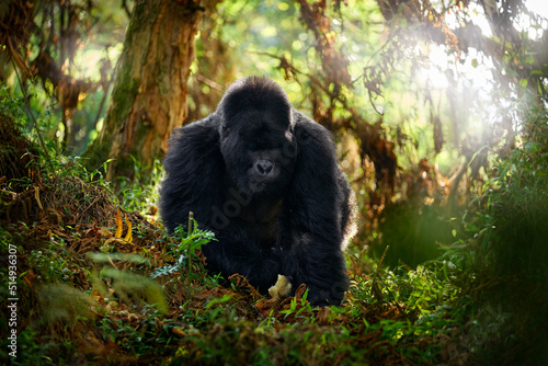 Photo Mountain gorilla, Mgahinga National Park in Uganda