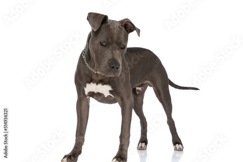 cute american staffordshire terrier puppy with chain collar