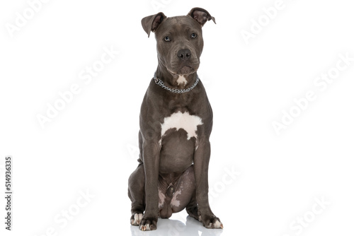 adorable amstaff dog wearing chain collar and looking up