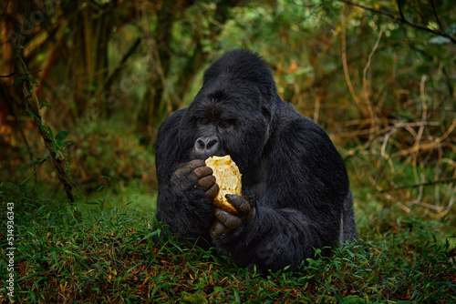 Rwanda mountain gorilla with food. Detail head primate portrait with beautiful eyes. Wildlife scene from nature. Africa. Mountain gorilla monkey ape, Virunga NP. Gorilla - wildlife forest portrait. © ondrejprosicky
