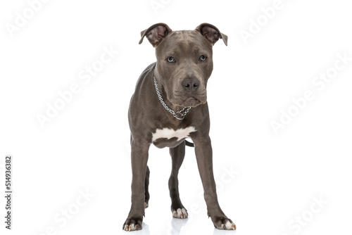 precious amstaff puppy with collar looking away and standing