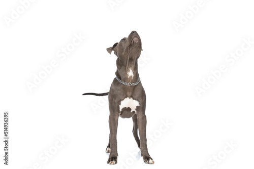 sweet american staffordshire terrier with collar looking up