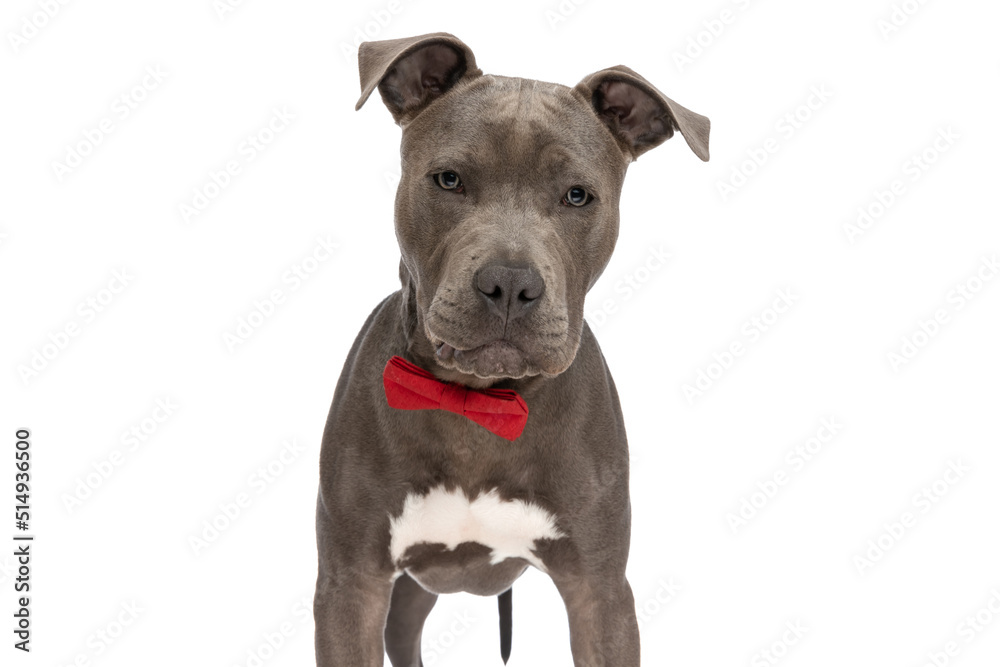 portrait of beautiful american staffordshire terrier dog with bowtie