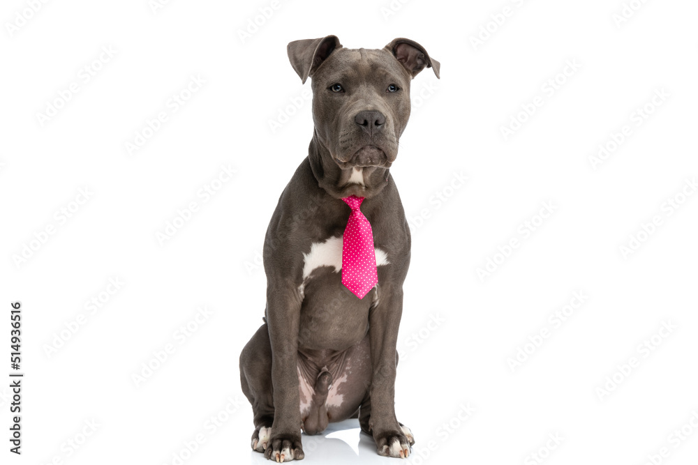adorable amstaff dog wearing pink polka dotted tie