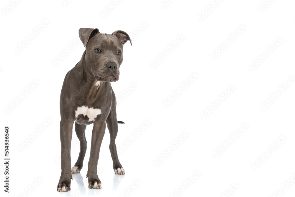 Fototapeta premium cute american staffordshire terrier puppy looking away on white background