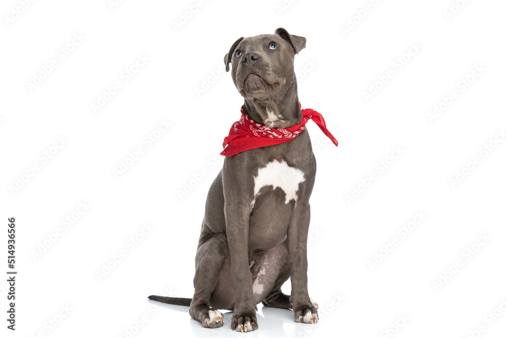 curious american staffordshire terrier pup with red bandana looking up curious american staffordshire terrier pup with red bandana looking up