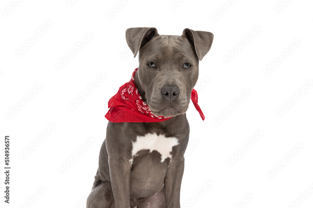 portrait of adorable amstaff dog with red bandana around neck