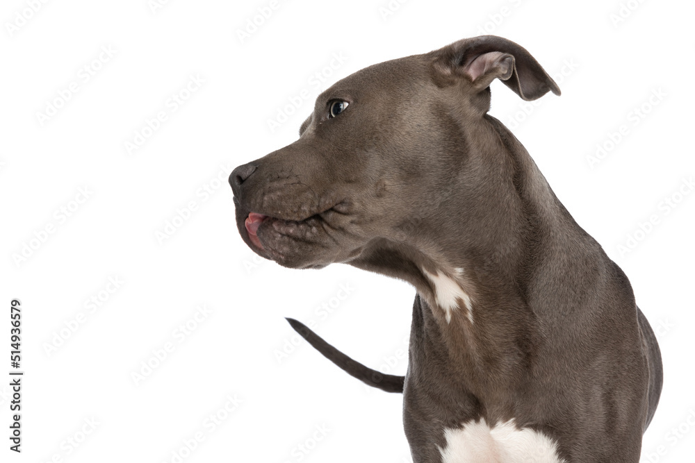 lovely american staffordshire terrier dog looking to side lovely american staffordshire terrier dog looking to side