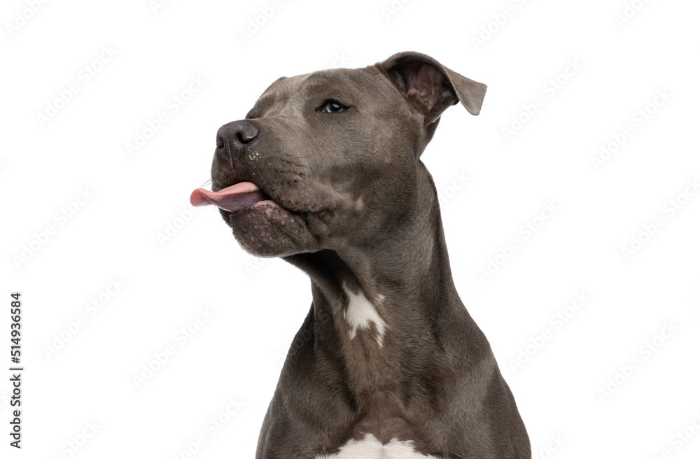 beautiful amstaff puppy sticking out tongue and looking away