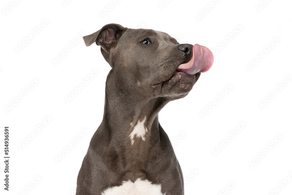 lovely little american staffordshire terrier puppy licking nose