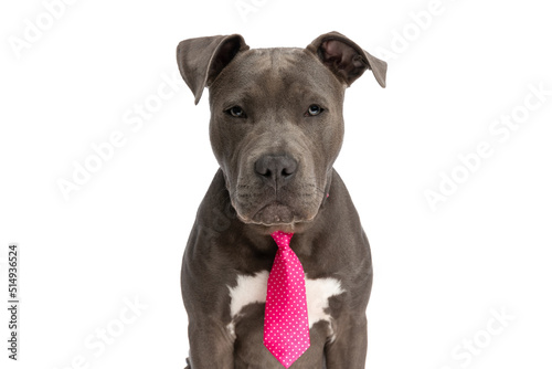 portrait of beautiful amstaff dog with pink polka dotted tie