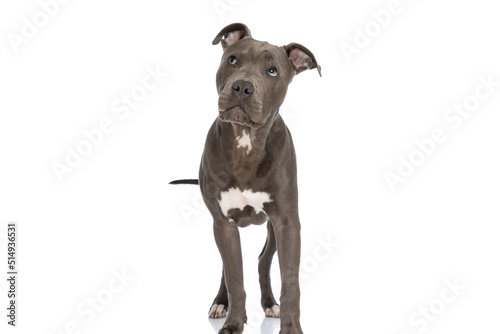 curious little american staffordshire terrier puppy looking up