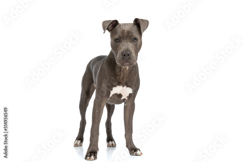 beautiful american staffordshire terrier puppy posing
