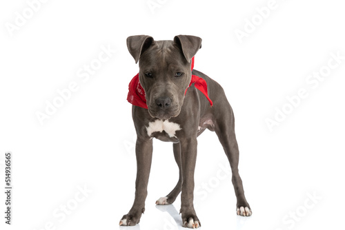 adorable american staffordshire terrier doggy with red bandana looking down