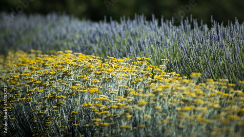 Purple lavender in sun down  photo