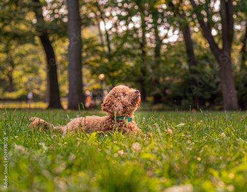 Perro Labradoodle en el parque