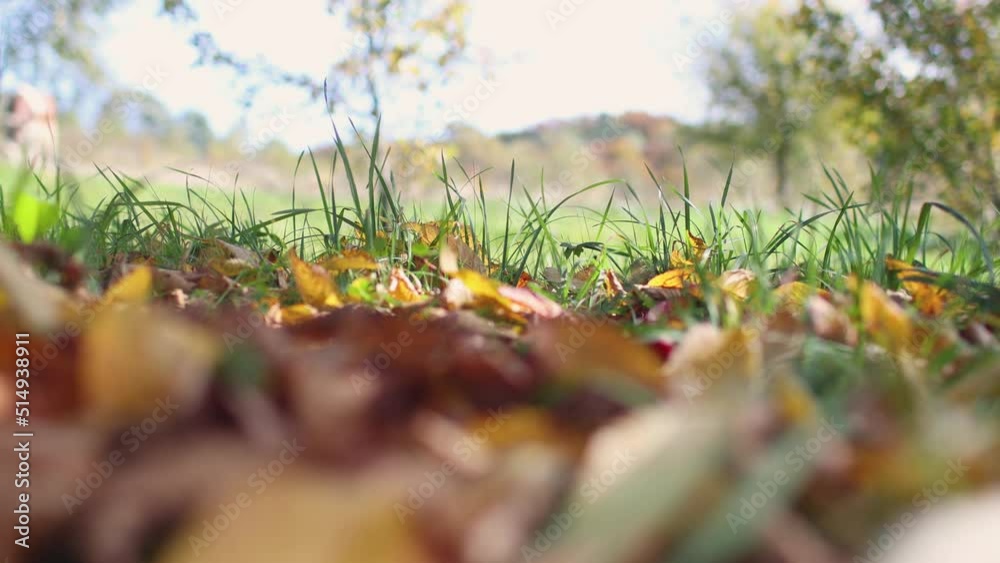 Autumn fallen leaves in green grass. Yellow leaves fall on green grass on a sunny autumn day. Autumn fallen leaves in green grass. Yellow leaves fall on green grass on a sunny autumn day.
