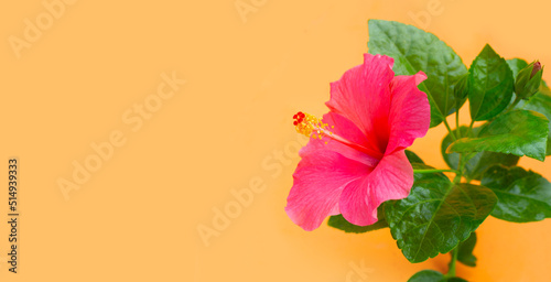 Hibiscus flower on orange background.