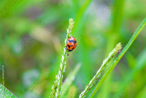 ladybug on green leaf © Paiboon