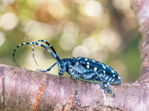 Asian long- horned beetle on a tree
