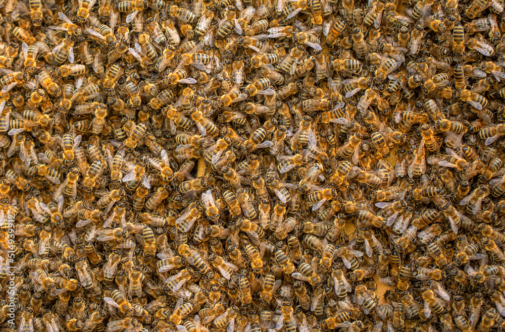 Honey bees. Swarm transplant. Texture. Lots of insects. Honey bees. Swarm transplant. Texture. Lots of insects.