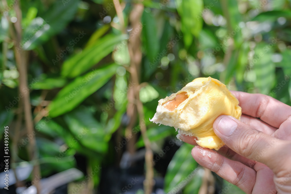"Musang King " or King of Fruit From Malaysia. The hand holding durian