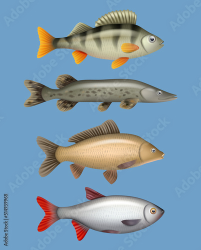 River fish. Realistic seafood freshwater swimming animals salmon herring bass decent vector templates collection