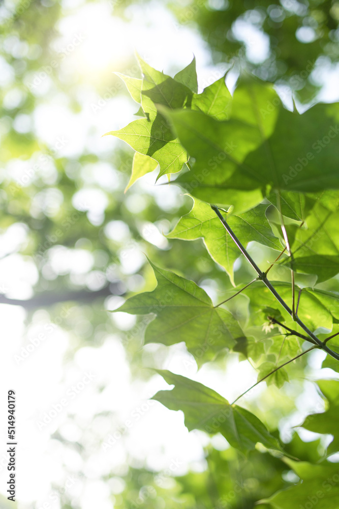 Upward glance to sun rays shines through forest trees. Scattered sunlight that filters through green maple leaves. Sunny summer nature background with sunshine radiant bokeh. Japanese Komorebi concept Upward glance to sun rays shines through forest trees. Scattered sunlight that filters through green maple leaves. Sunny summer nature background with sunshine radiant bokeh. Japanese Komorebi concept